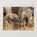 Recherche de éléphant cartes postales Veau d'éléphant