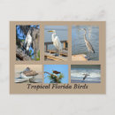 Suche nach florida vogel postkarten Aug