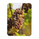 Recherche de ch magnets Terrain