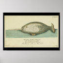 Recherche de narwhal posters Mer