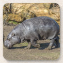 Recherche de hippopotames dessous de verres Animaux
