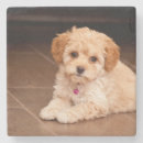 Recherche de caniche dessous de verres Chiot