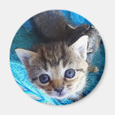 Recherche de chaton tigré Bébé