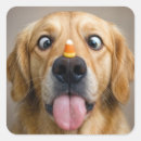 Recherche de animaux comiques autocollants Animal de compagnie