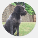 Recherche de griffon autocollants Chien