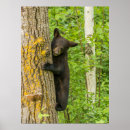Suche nach bärenjunges poster Schwarzbär