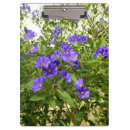 Suche nach blaue augen klemmbrett Blume