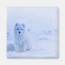 Recherche de renard arctique magnets Neige