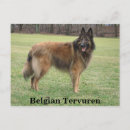 Recherche de belges cartes postales Chien