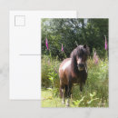 Suche nach shetland pony postkarten Stehend