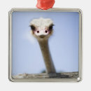 Recherche de autruche humour Faune