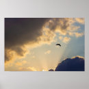 Recherche de oiseau en vol art Photographie de la faune