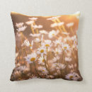Recherche de marguerite coussins Fleur sauvage