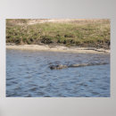 Suche nach alligator poster Natur