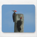 Recherche de pic tapis souris Oiseaux