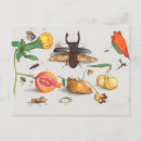 Recherche de agrumes de citron cartes postales Fruits