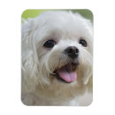 Recherche de chien blanc magnets Animaux domestiques