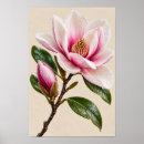 Suche nach rosa magnolie poster Botanisch