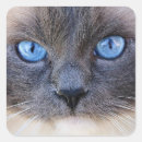 Suche nach katze mit blauen augen aufkleber Kitty