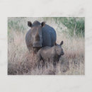 Suche nach rhino postkarten Afrika