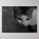 Recherche de domestiqué posters Mammifère