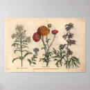 Recherche de ranunculus posters Botanique
