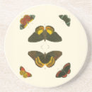 Recherche de papillon bar Blanc
