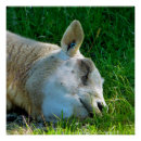 Recherche de sheep posters Mouton