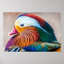 Recherche de canards de mandarine Nature