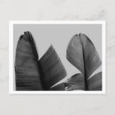 Recherche de bananier cartes postales Abstrait