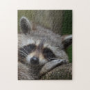 Recherche de raccoon puzzles Mignon