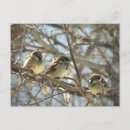 Recherche de moineaux cartes postales Hiver