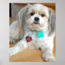 Recherche de tzu shih posters Chien