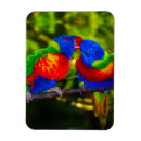 Recherche de perroquets magnets Couple de perroquets
