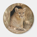 Suche nach puma magnete Berglöwe