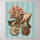 Suche nach sea life poster Seashell