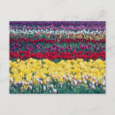Recherche de jardin de tulipe Washington