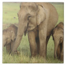 Suche nach indischer elefant fliesen Fauna