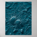Suche nach bakteriell poster Mikrobiologie