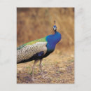 Recherche de couleur paon cartes postales Oiseau