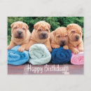Suche nach shar pei postkarten Welpen