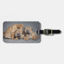 Recherche de shar pei accessoires Dog