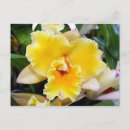 Suche nach exotische orchideen postkarten Gelb