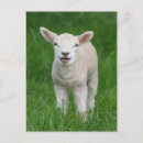 Suche nach lamb postkarten Vieh