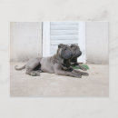 Recherche de shar pei chinois cartes postales Poi de shar