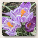 Suche nach krokus untersetzer Pflanze
