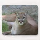 Recherche de pumas tapis souris Faune