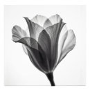 Recherche de tulipes noires posters Botanique
