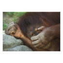 Suche nach pongo poster Primat