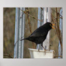 Suche nach gartenvögel poster Foto